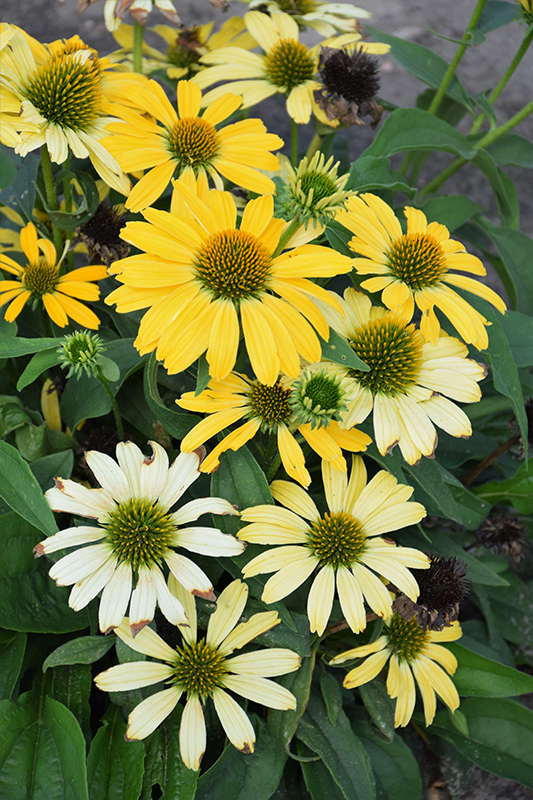 Color Coded Yellow My Darling Coneflower (Echinacea 'Yellow My Darling') at Caan Floral & Greenhouse