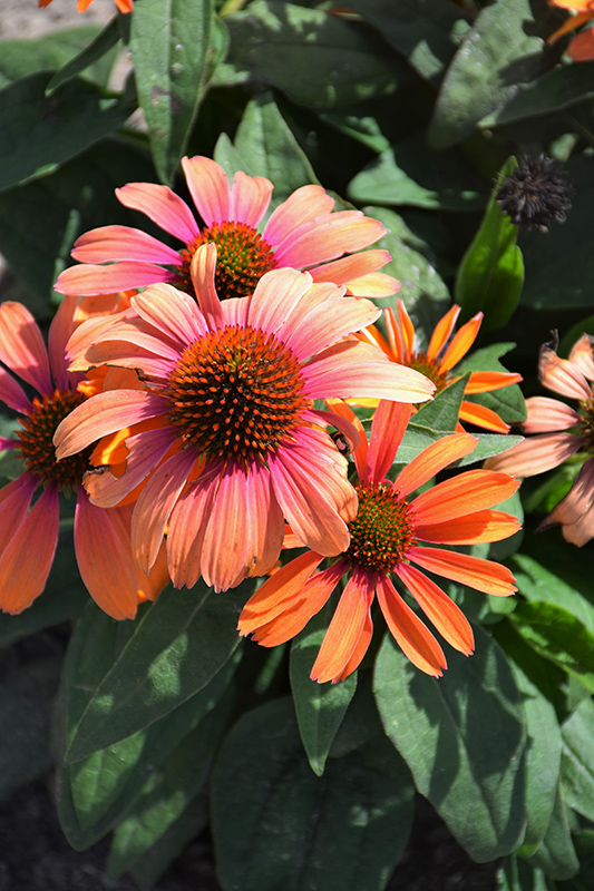 Color Coded Orange You Awesome Coneflower (Echinacea 'Orange You Awesome') at Caan Floral & Greenhouse