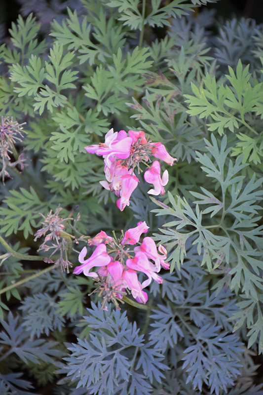 Pink Diamonds Fern-leaved Bleeding Heart (Dicentra 'Pink Diamonds') at Caan Floral & Greenhouse