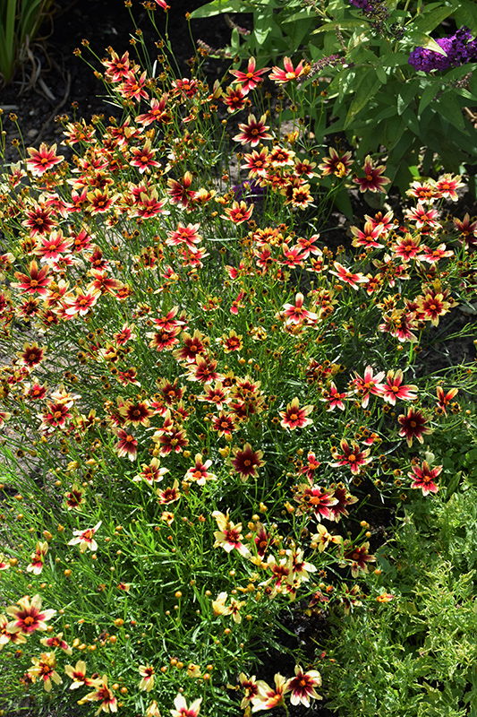 Satin & Lace Red Chiffon Tickseed (Coreopsis 'Red Chiffon') at Caan Floral & Greenhouse