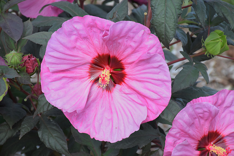 Summerific Berry Awesome Hibiscus (Hibiscus 'Berry Awesome') at Caan Floral & Greenhouse