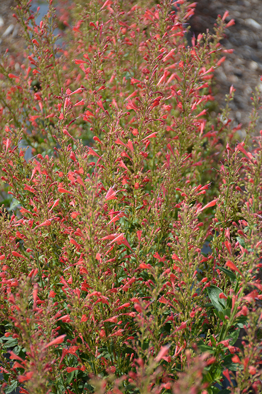 Kudos Red Hyssop (Agastache 'Kudos Red') at Caan Floral & Greenhouse