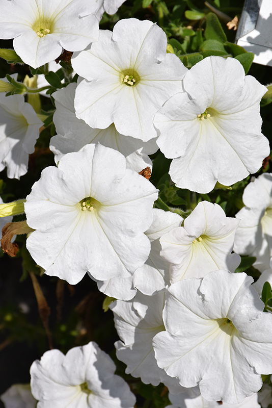 Easy Wave White Petunia (Petunia 'Easy Wave White') at Caan Floral & Greenhouse