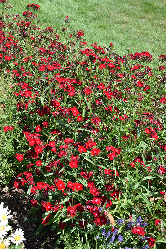 Rockin' Red Pinks (Dianthus 'PAS1141436') at Caan Floral & Greenhouse