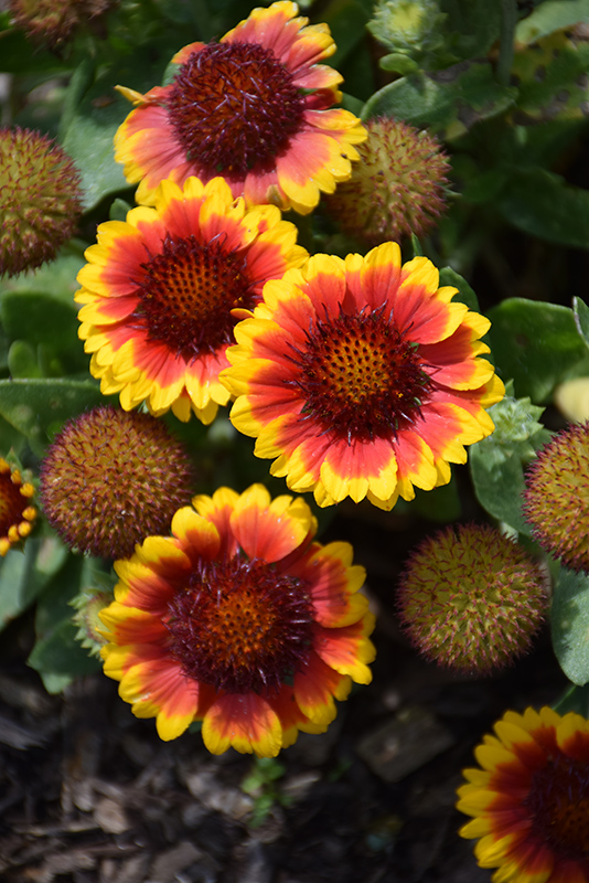 Barbican Yellow Red Ring Blanket Flower (Gaillardia aristata 'Barbican Yellow Red Ring') at Caan Floral & Greenhouse