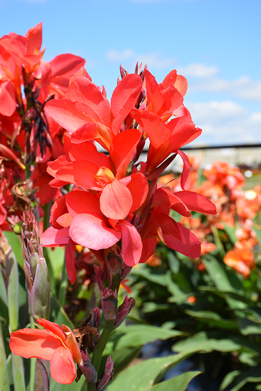 Cannova Red Shades Canna (Canna 'Cannova Red Shades') at Caan Floral & Greenhouse