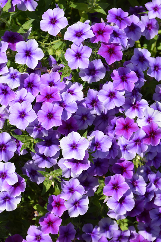 Intensia Blueberry Annual Phlox (Phlox 'Intensia Blueberry') at Caan Floral & Greenhouse