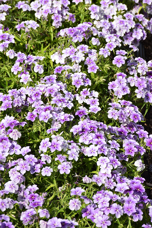 Phloxy Lady Purple Sky Annual Phlox (Phlox 'Phloxy Lady Purple Sky') at Caan Floral & Greenhouse