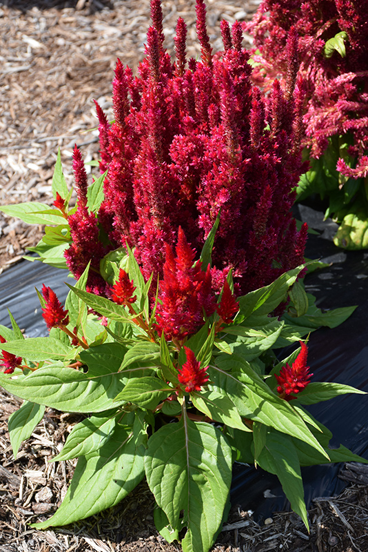 Fresh Look Red Celosia (Celosia 'Fresh Look Red') at Caan Floral & Greenhouse