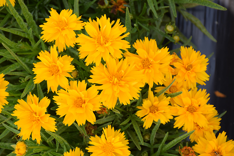 Double the Sun Tickseed (Coreopsis grandiflora 'Double the Sun') at Caan Floral & Greenhouse