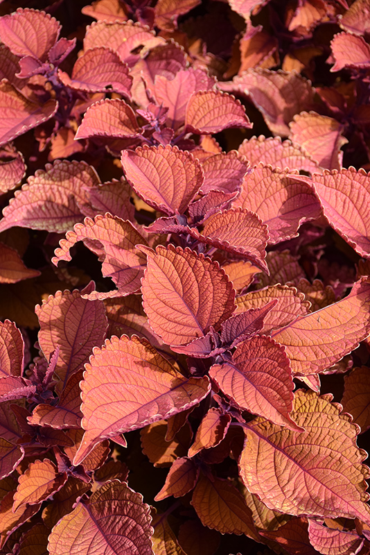 Wall Street Coleus (Solenostemon scutellarioides 'Wall Street') at Caan Floral & Greenhouse