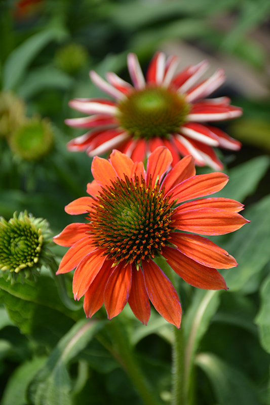 Artisan Red Ombre Coneflower (Echinacea 'PAS1257973') at Caan Floral & Greenhouse