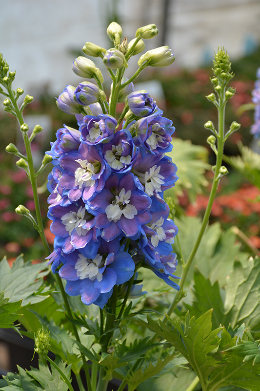 Aurora Blue Larkspur (Delphinium 'Aurora Blue') at Caan Floral & Greenhouse