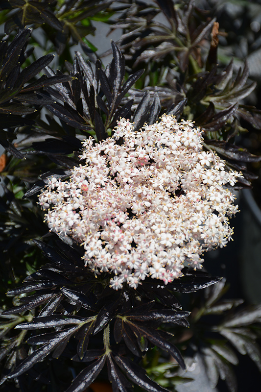Laced Up Elder (Sambucus nigra 'SNR1292') at Caan Floral & Greenhouse