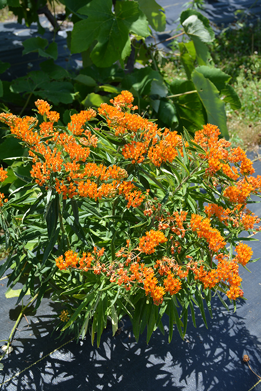 Butterfly Weed (Asclepias tuberosa) at Caan Floral & Greenhouse