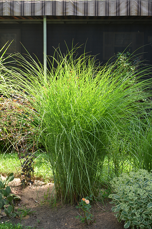 Gracillimus Maiden Grass (Miscanthus sinensis 'Gracillimus') at Caan Floral & Greenhouse