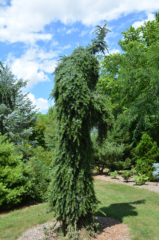 Bruns Weeping Spruce (Picea omorika 'Pendula Bruns') at Caan Floral & Greenhouse