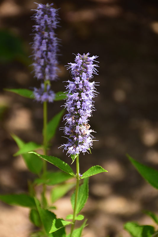 Blue Fortune Anise Hyssop (Agastache 'Blue Fortune') at Caan Floral & Greenhouse