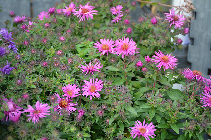 Pink Crush New England Aster (Aster novae-angliae 'Pink Crush') at Caan Floral & Greenhouse