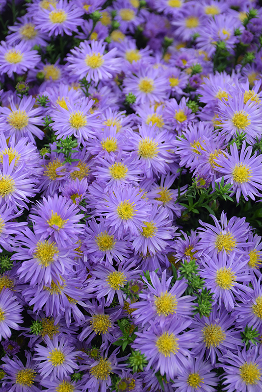 Kickin Purple Aster (Aster 'Kickin Purple') at Caan Floral & Greenhouse