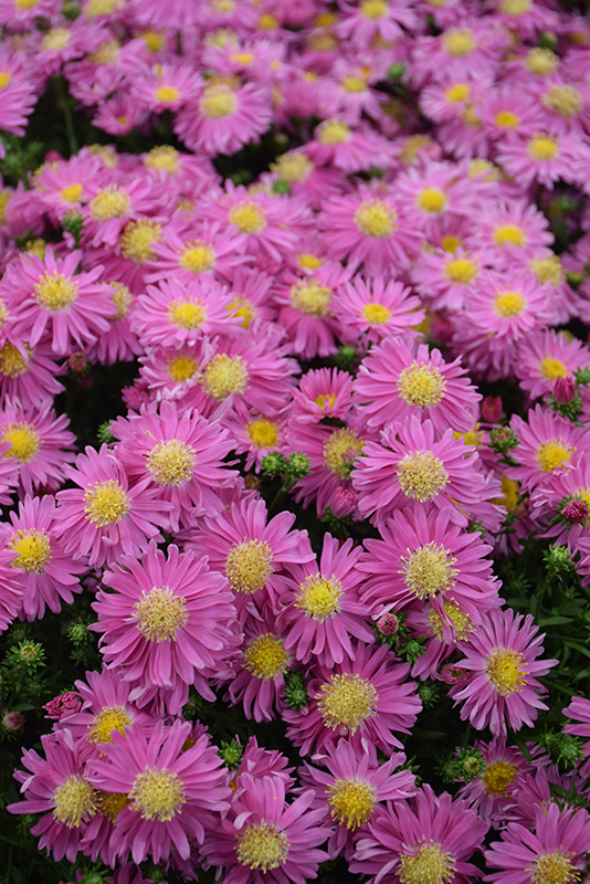 Kickin Carmine Red Aster (Aster 'Kickin Carmine Red') at Caan Floral & Greenhouse