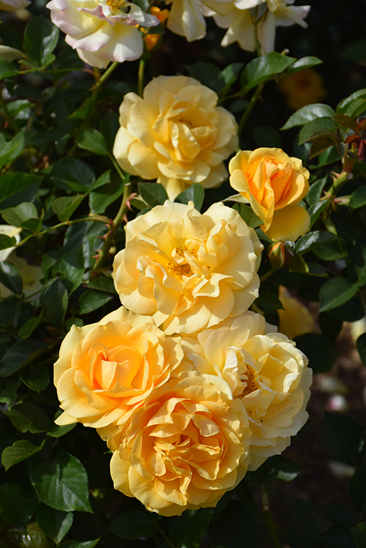 Julia Child Rose (Rosa 'WEKvosstuno') at Caan Floral & Greenhouse
