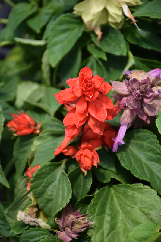 Sizzler Red Sage (Salvia splendens 'Sizzler Red') at Caan Floral & Greenhouse