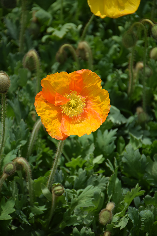 Champagne Bubbles Poppy (Papaver nudicaule 'Champagne Bubbles') at Caan Floral & Greenhouse