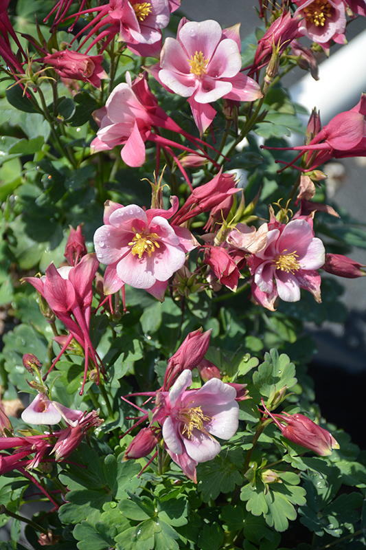 Kirigami Rose and Pink Columbine (Aquilegia caerulea 'Kirigami Rose and Pink') at Caan Floral & Greenhouse