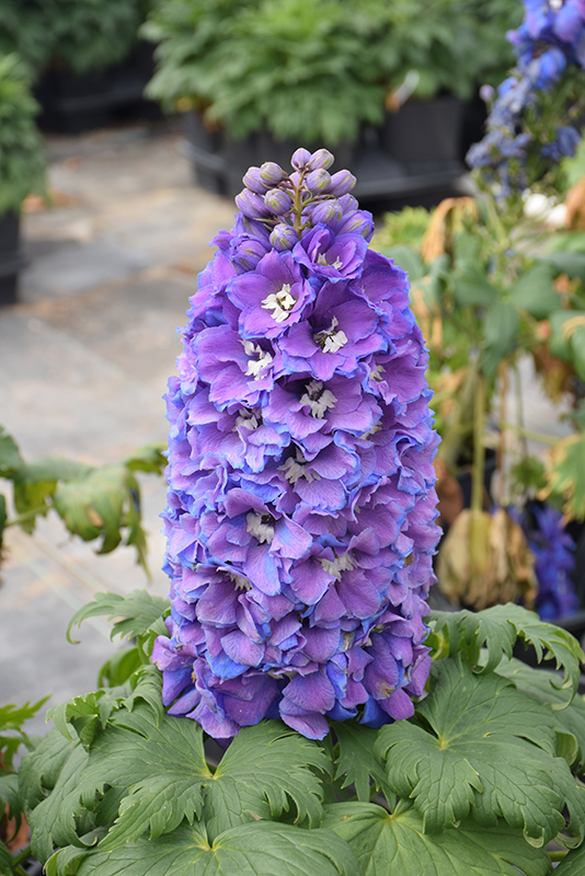 Guardian Blue Larkspur (Delphinium 'Guardian Blue') at Caan Floral & Greenhouse