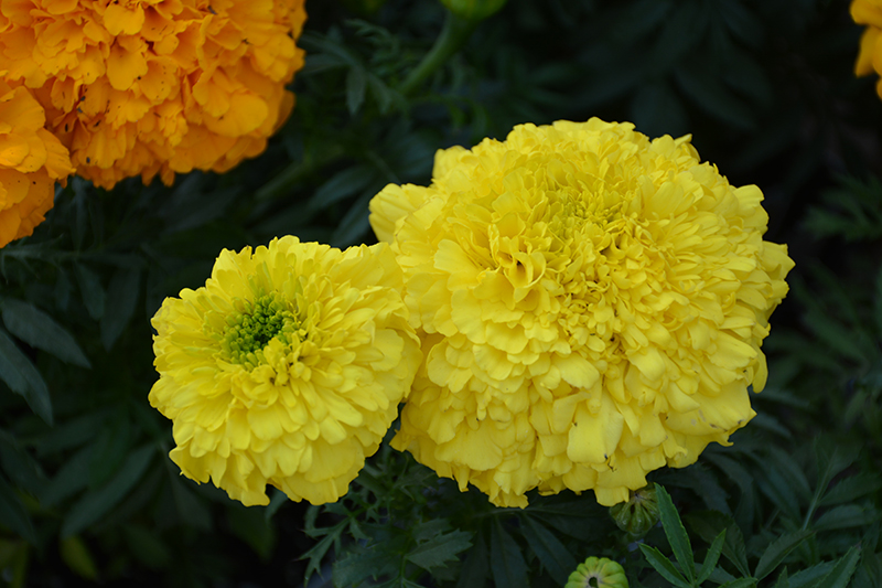 Inca Yellow Marigold (Tagetes erecta 'Inca Yellow') at Caan Floral & Greenhouse