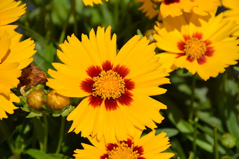 Solanna Bright Touch Tickseed (Coreopsis grandiflora 'Solanna Bright Touch') at Caan Floral & Greenhouse