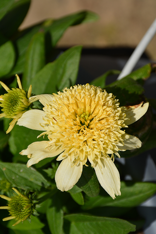 Double Coded Butter Pecan Coneflower (Echinacea 'Butter Pecan') at Caan Floral & Greenhouse