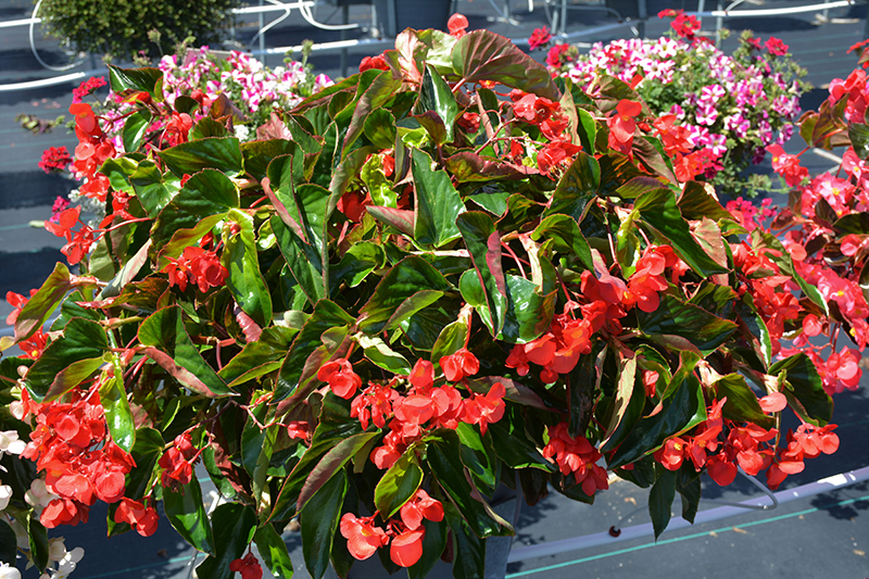 Dragon Wing Red Begonia (Begonia 'Dragon Wing Red') at Caan Floral & Greenhouse