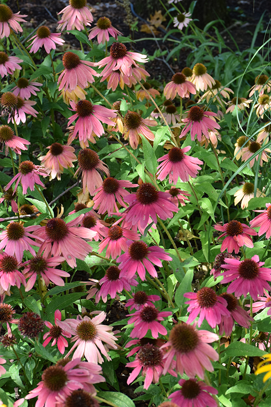 Artisan Red Ombre Coneflower (Echinacea 'PAS1257973') at Caan Floral & Greenhouse