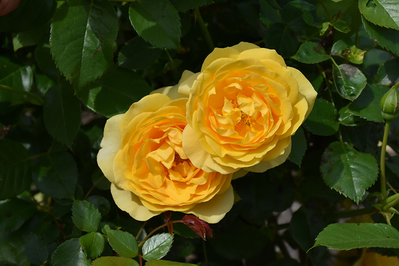 Julia Child Rose (Rosa 'Julia Child') at Caan Floral & Greenhouse