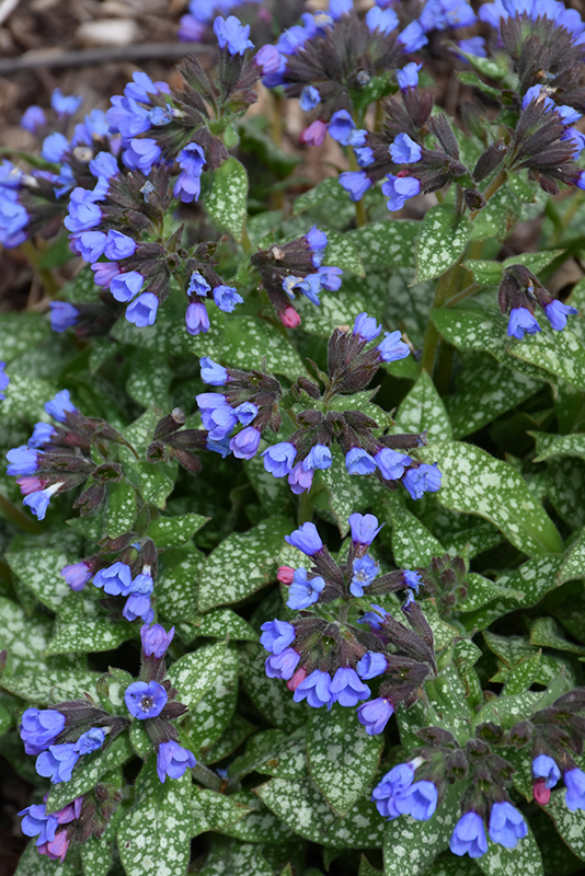 Pink-A-Blue Lungwort (Pulmonaria 'Pink-A-Blue') at Caan Floral & Greenhouse