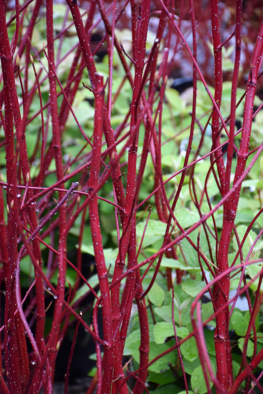 Bailey Red-Twig Dogwood (Cornus baileyi) at Caan Floral & Greenhouse