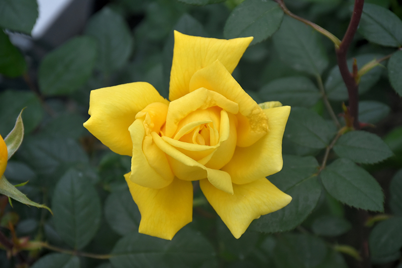 Radiant Perfume Rose (Rosa 'Radiant Perfume') at Caan Floral & Greenhouse