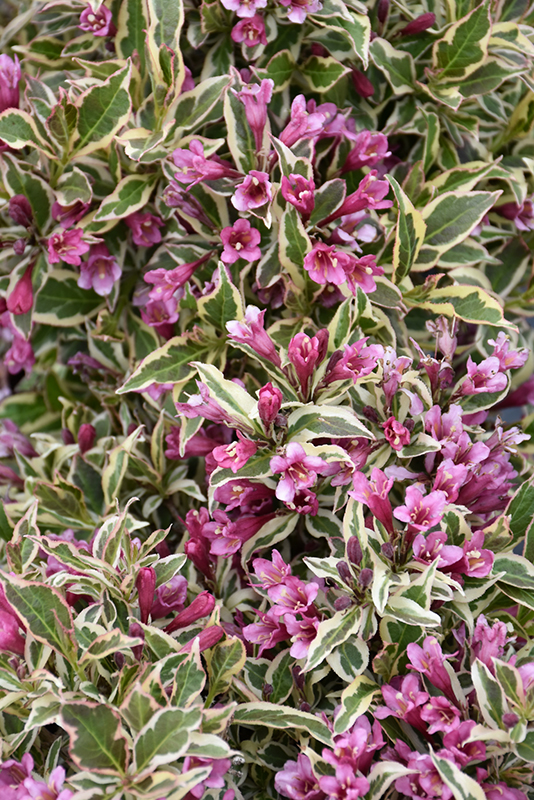 My Monet Purple Effect Weigela (Weigela florida 'Verweig8') at Caan Floral & Greenhouse