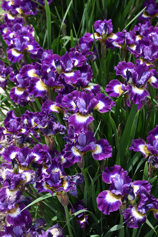 Jewelled Crown Siberian Iris (Iris sibirica 'Jewelled Crown') at Caan Floral & Greenhouse