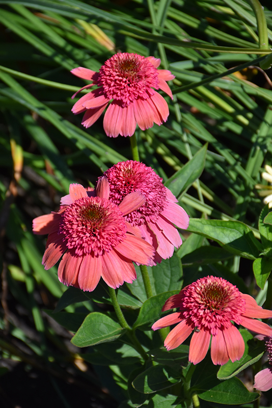 Double Dipped Rainbow Sherbet Coneflower (Echinacea 'Rainbow Sherbet') at Caan Floral & Greenhouse