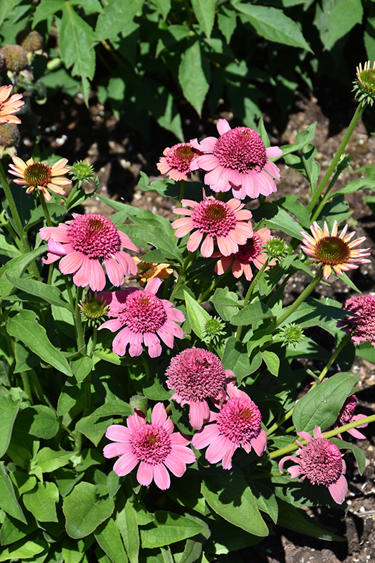 Double Dipped Rainbow Sherbet Coneflower (Echinacea 'Rainbow Sherbet') at Caan Floral & Greenhouse