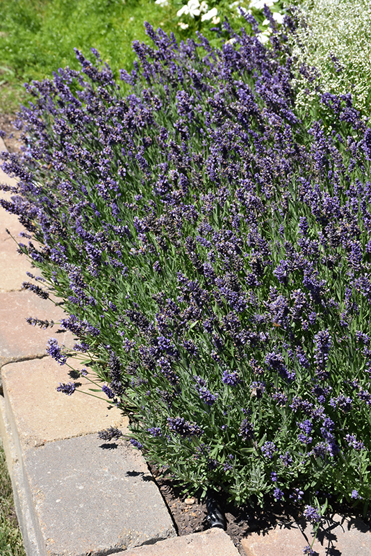 Ellagance Purple Lavender (Lavandula angustifolia 'Ellagance Purple') at Caan Floral & Greenhouse