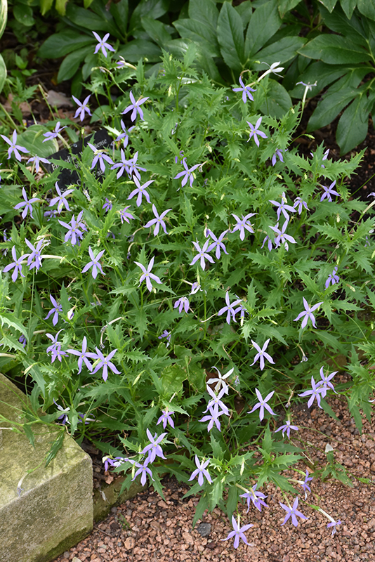 Gemini Blue Laurentia (Isotoma 'Gemini Blue') at Caan Floral & Greenhouse