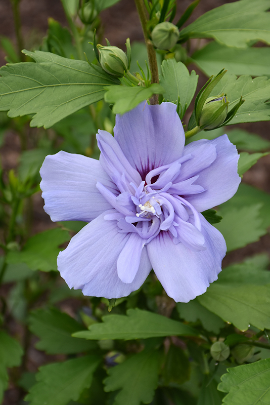 Blue Chiffon Rose of Sharon (Hibiscus syriacus 'Notwoodthree') at Caan Floral & Greenhouse