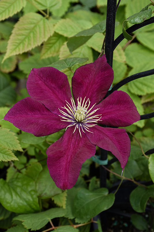 Charmaine Clematis (Clematis 'Evipo022') at Caan Floral & Greenhouse