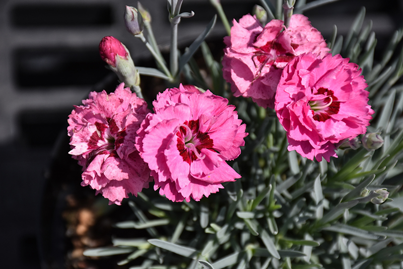Pretty Poppers Cute As A Button Pinks (Dianthus 'Cute As A Button') at Caan Floral & Greenhouse