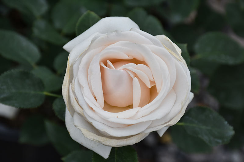 Easy Spirit Rose (Rosa 'WEKmereadoit') at Caan Floral & Greenhouse