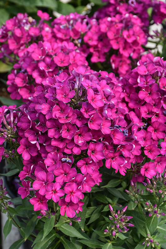 Early Cerise Garden Phlox (Phlox paniculata 'Early Cerise') at Caan Floral & Greenhouse
